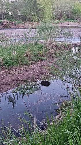 animal observation 5