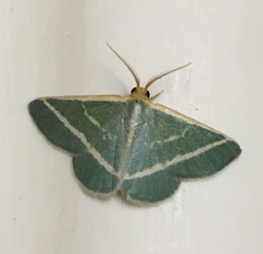 Mixocera latilineata