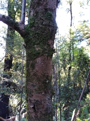 Coprosma linariifolia