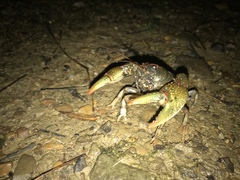 Lacunicambarus polychromatus