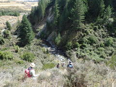 Korthalsella clavata