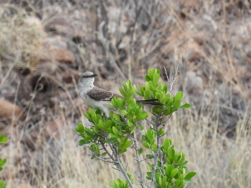 Northern Mockingbird