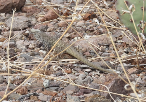 Marbled Whiptail