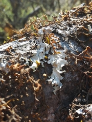 Hypotrachyna riparia