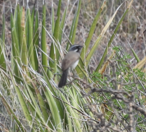 Black-throated Sparrow