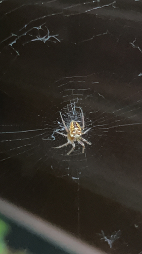 Zilla Orbweaver