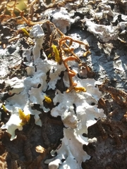 Hypotrachyna riparia