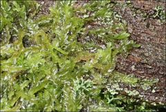 Lophocolea semiteres