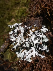 Hypotrachyna riparia