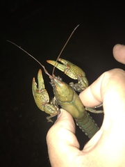 Lacunicambarus polychromatus