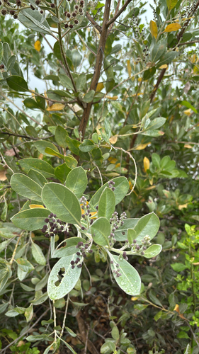 Conocarpus erectus observed 2026-05-18