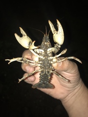 Lacunicambarus polychromatus