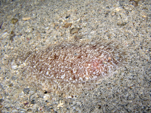 Aseraggodes diringeri observed 2013-05-24
