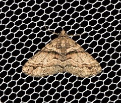 Syneora adelphodes