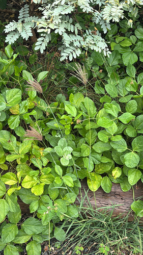 Chloris barbata observed 2026-05-18