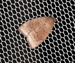 Austrocarea iocephala