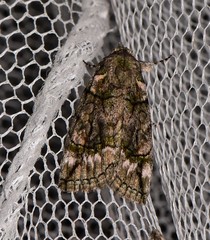 Calathusa glaucopasta
