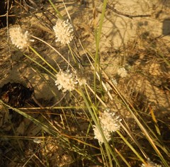 Lomandra leucocephala
