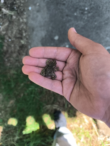 Green Toad
