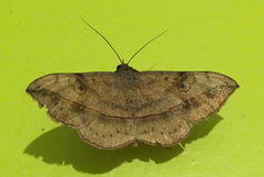 Anticarsia irrorata