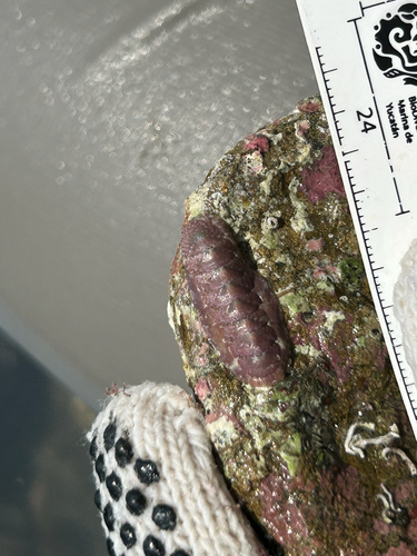 Stenoplax limaciformis (Stenoplax limaciformis)