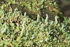 Cladonia rigida