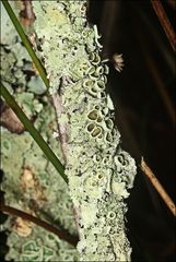 Flavoparmelia rutidota