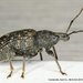 Black Vine Weevil - Photo (c) Stuart Tingley, some rights reserved (CC BY-NC), uploaded by Stuart Tingley