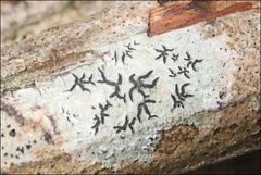 Halegrapha mucronata