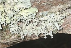 Hypogymnia subphysodes