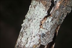 Pertusaria pertractata