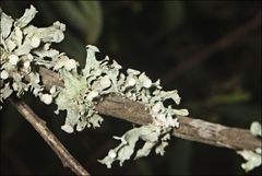 Ramalina inflata
