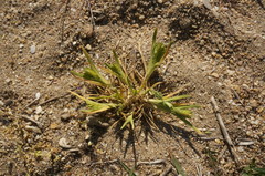 Sclerochloa dura