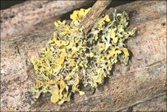 Teloschistes velifer