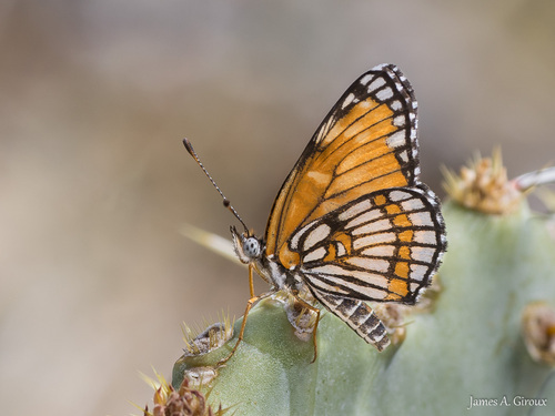 Chinati Checkerspot