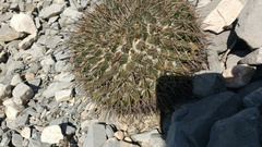 Mammillaria melanocentra melanocentra
