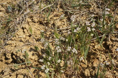 Valerianella pumila