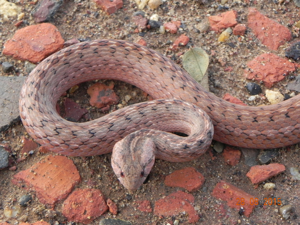 Gambote Mock Viper