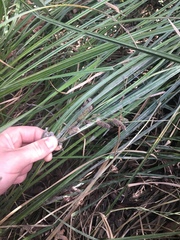 Carex lessoniana
