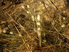 Lomandra leucocephala