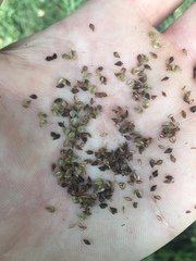 Carex lessoniana
