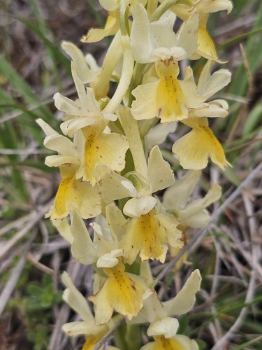 Orchis pauciflora, photograph 2