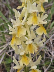 Orchis pauciflora, photograph author not stated, no rights reserved