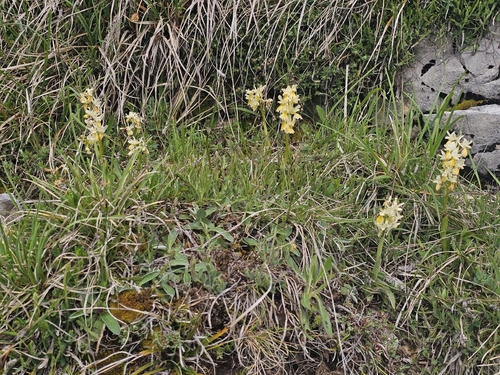 Orchis pauciflora, photograph 3