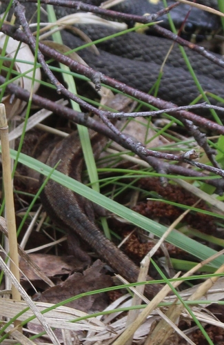 Viviparous Lizard