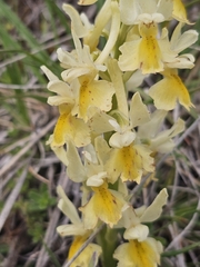 Orchis pauciflora, photograph author not stated, no rights reserved