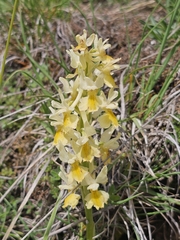 Orchis pauciflora, photograph author not stated, no rights reserved