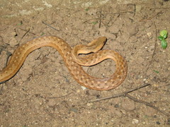 Dryophylax gambotensis