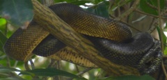 Corallus ruschenbergerii