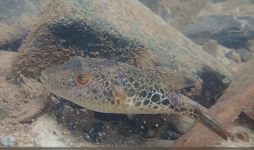 Cochinchina-kogelvis (Pao cochinchinensis) — Tetraodontidae